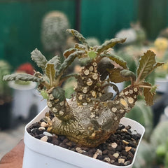 Dorstenia foetida Dorf