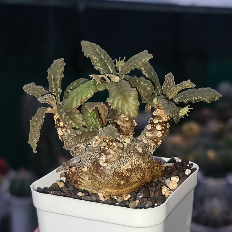 Dorstenia foetida Dorf