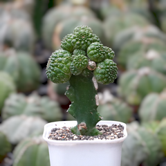Euphorbia gymnocalycioides 6_INCHS_N_SQUARE_POT WITHOUT_POT