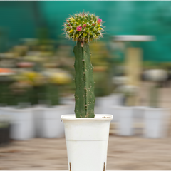 Mammillaria compressa variegated_moon cactus