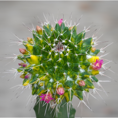 Mammillaria compressa variegated_moon cactus