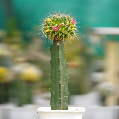 Mammillaria compressa variegated_moon cactus