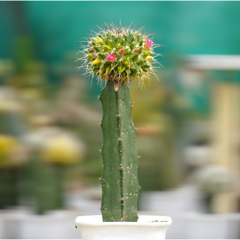 Mammillaria compressa variegated_moon cactus