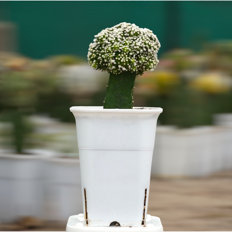 Mammillaria painteri Japanese cultivar