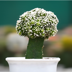Mammillaria painteri Japanese cultivar P.618 6_INCHS_N_SQUARE_POT WITHOUT_POT