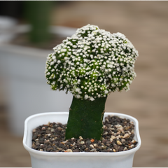 Mammillaria painteri Japanese cultivar
