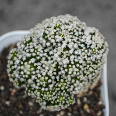 Mammillaria painteri Japanese cultivar