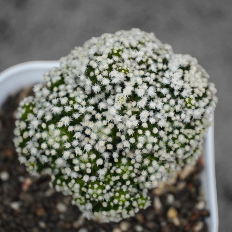 Mammillaria painteri Japanese cultivar