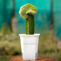 Notocactus scopa cristata