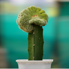 Notocactus scopa cristata