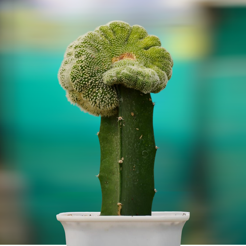 Notocactus scopa cristata