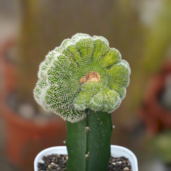 Notocactus scopa cristata