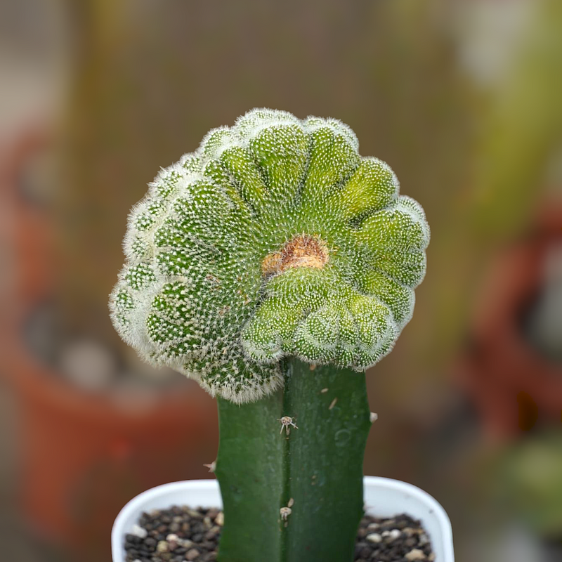 Notocactus scopa cristata