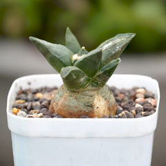 Ariocarpus reduces-Exzotic cactus