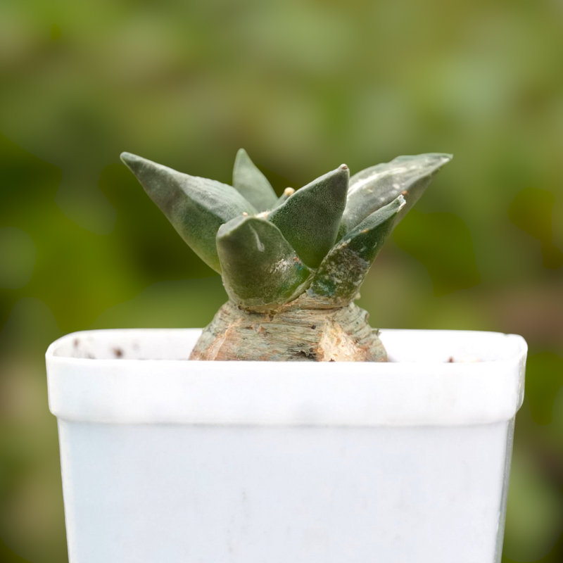 Ariocarpus reduces-Exzotic cactus