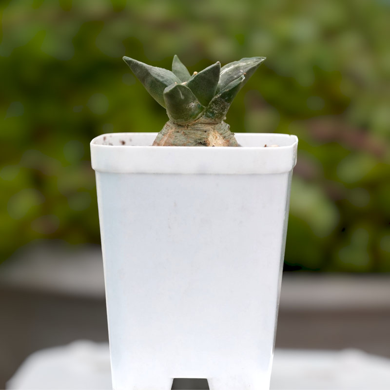 Ariocarpus reduces-Exzotic cactus