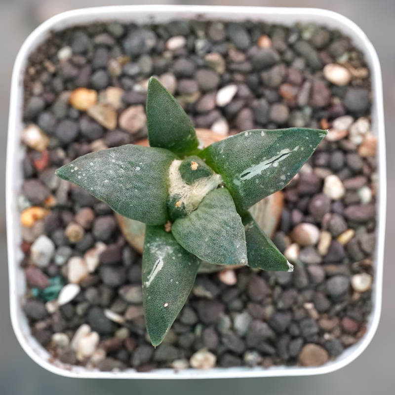 Ariocarpus reduces-Exzotic cactus