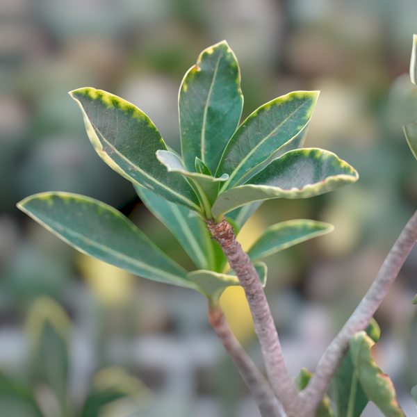 Mature variegated Adenium Arabicum Yak Saudi caudex plant

