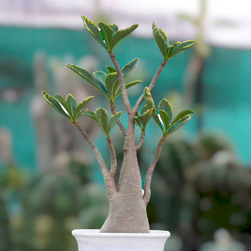 Adenium arebicum Yak Saudi verigated.