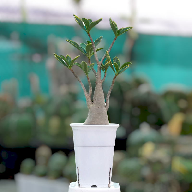 Adenium arabicum yak saudi verigated
