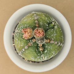 Astrophytum tricostatum x hakuna 6_INCHS_RAUND_N_POT WITHOUT_POT