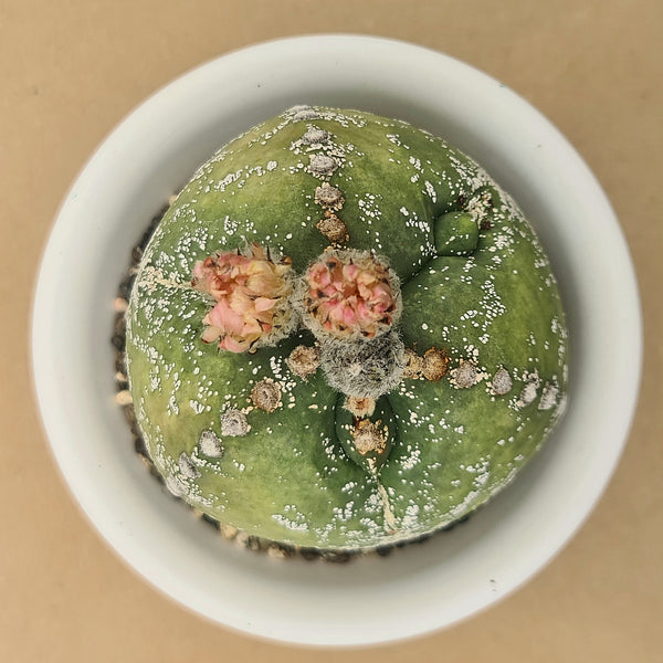 Astrophytum tricostatum x hakuna 6_INCHS_RAUND_N_POT WITHOUT_POT