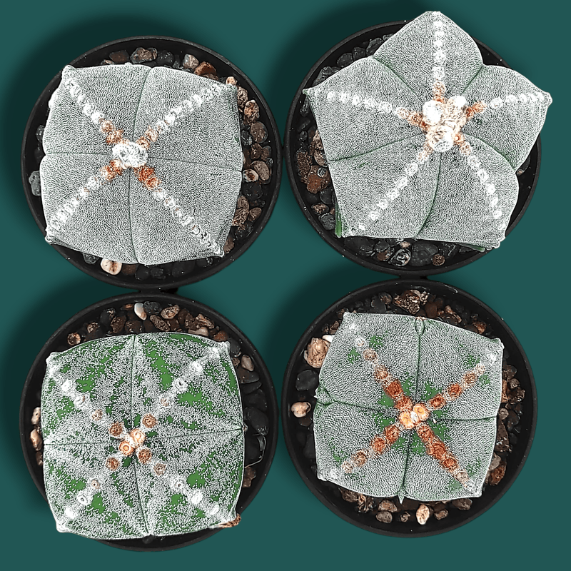 Combo of 4 different varieties of Astrophytum quricostum