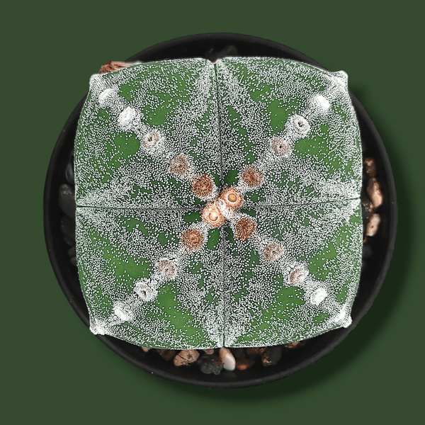 Combo of 4 different varieties of Astrophytum quricostum