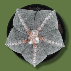 Combo of 4 different varieties of Astrophytum quricostum