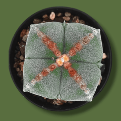 Combo of 4 different varieties of Astrophytum quricostum