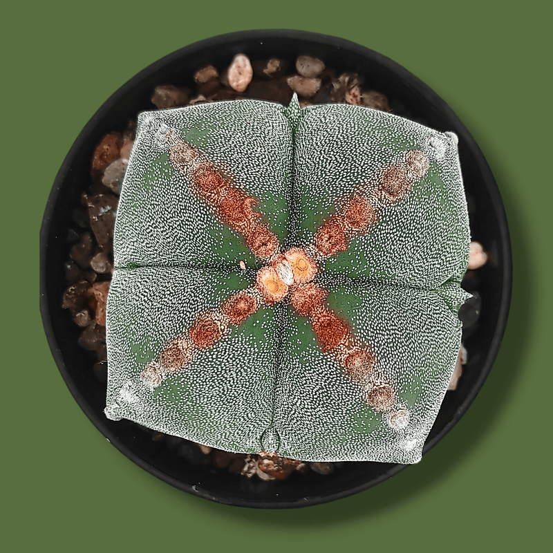 Combo of 4 different varieties of Astrophytum quricostum