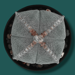 Combo of 4 different varieties of Astrophytum quricostum