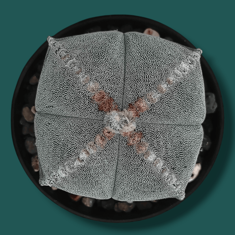 Combo of 4 different varieties of Astrophytum quricostum