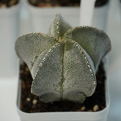 Combo 4 of different Astrophytum varieties