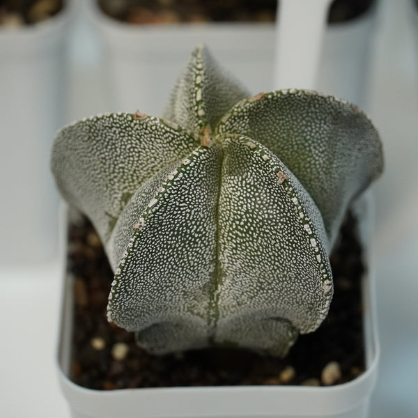 Combo 4 of different Astrophytum varieties