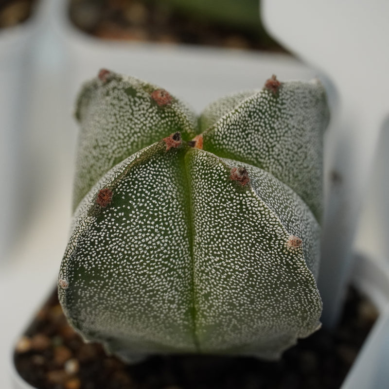 Combo 4 of different Astrophytum varieties