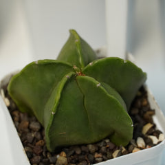 Combo 4 of different Astrophytum varieties