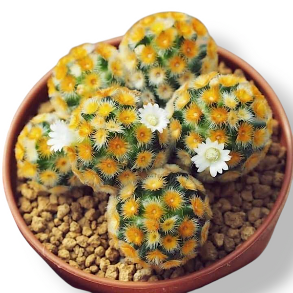 Mammillaria carmenae 3_INCHS_QUARE_POT WITHOUT_POT