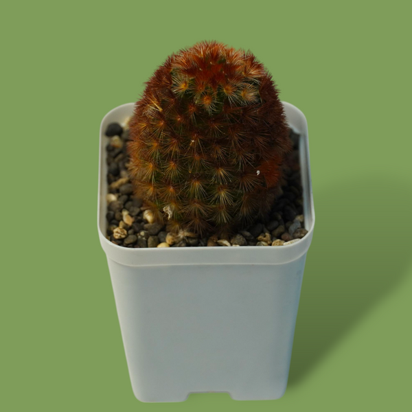 Mammillaria carmenae