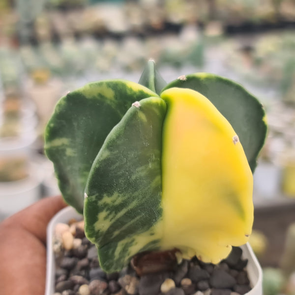 Astrophytum variegated-astrophytum nudum variegated