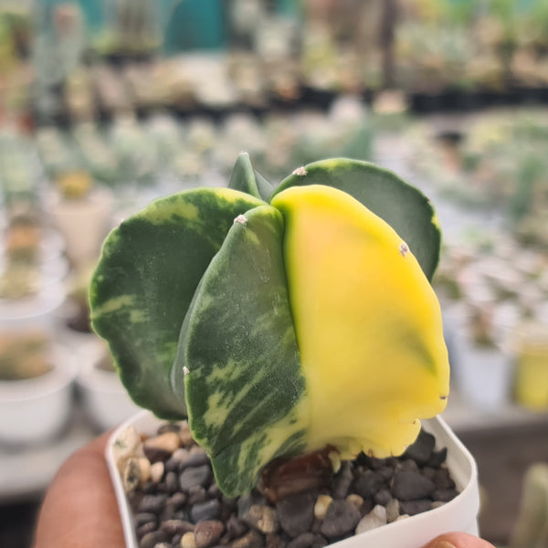 Astrophytum variegated-astrophytum nudum variegated