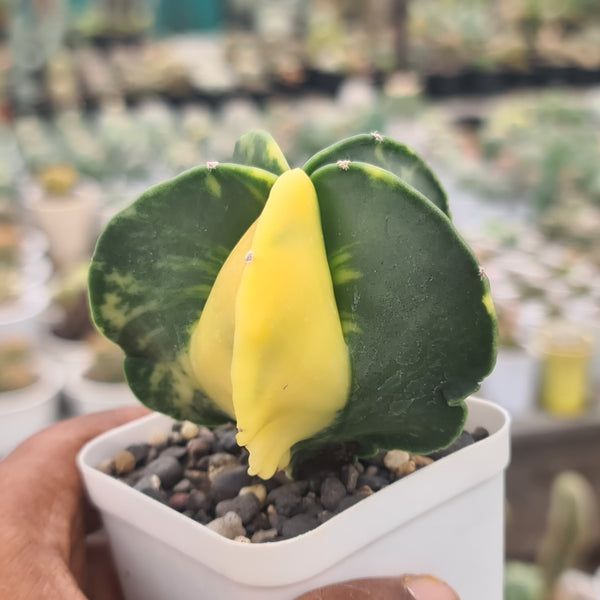 Astrophytum variegated-astrophytum nudum variegated