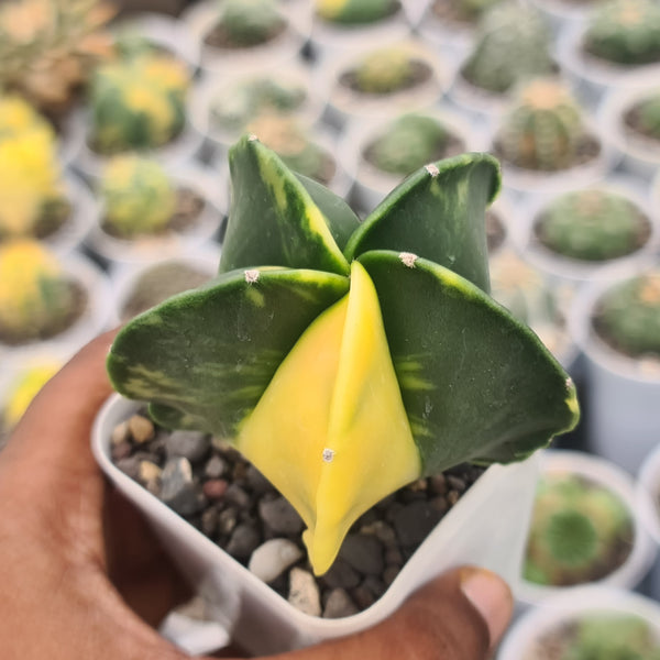 Astrophytum variegated-astrophytum nudum variegated