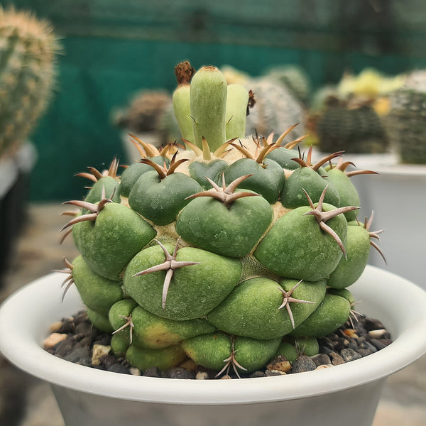 Coryphantha elephantidens cv zougemaru seeds