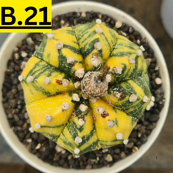 Astrophytum Asterius verigated seeds B.21