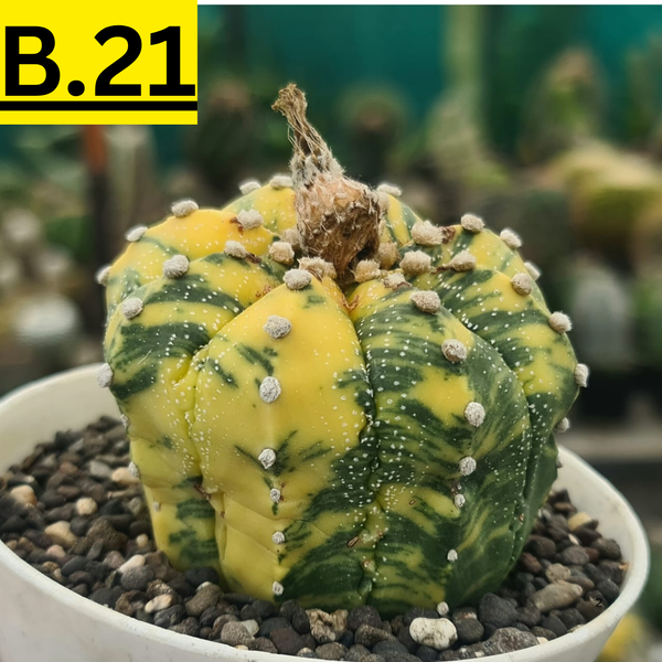 Astrophytum Asterius verigated seeds B.21