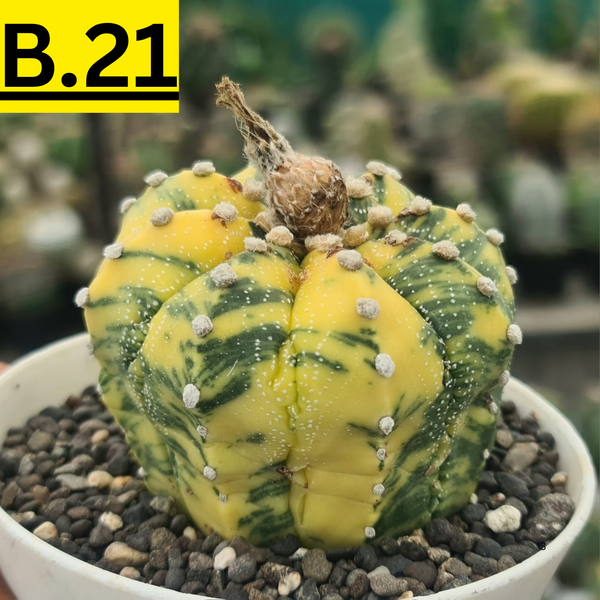 Astrophytum Asterius verigated seeds B.21