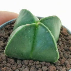 Combo 4 of different Astrophytum varieties