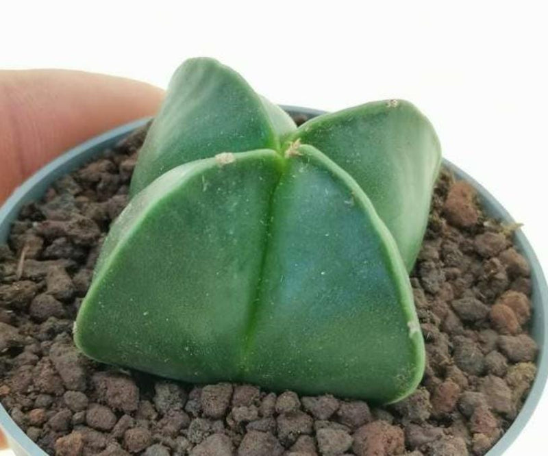 Combo 4 of different Astrophytum varieties