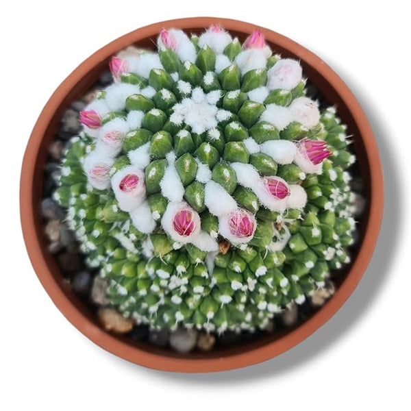 Mammillaria compressa esamu_indoor cactus